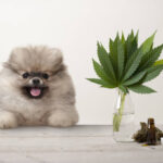 Which Is Better for Your Pet CBD Oil or Tincture