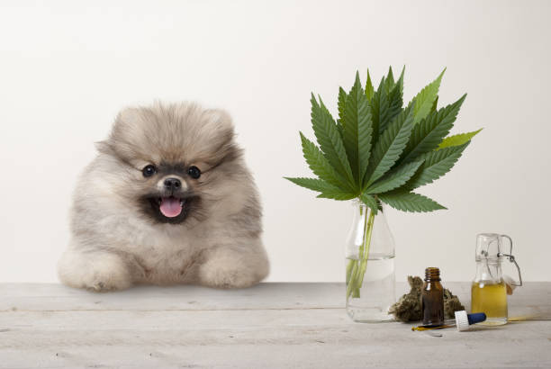 Which Is Better for Your Pet CBD Oil or Tincture