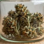 How much harvested cannabis can I have at home