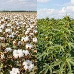 Cotton growing time vs hemp growing time