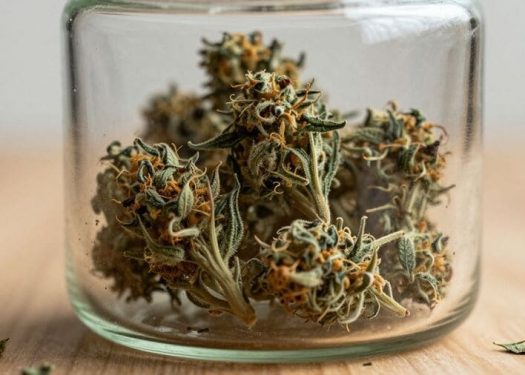 How much harvested cannabis can I have at home