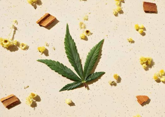 Is cannabis the new wellness trend