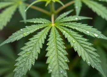 When will marijuana be legal in Michigan