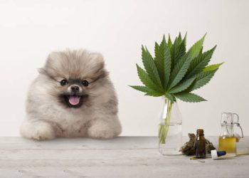 Which Is Better for Your Pet CBD Oil or Tincture